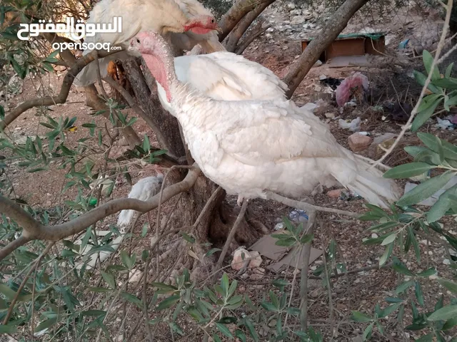 حبش فرنسي للبيع