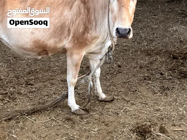مجموعة ابقار للبيع