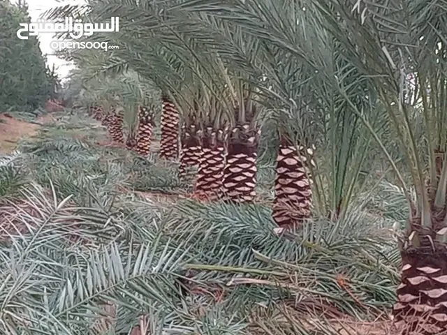 قص اشجار و تنظيف نخيل