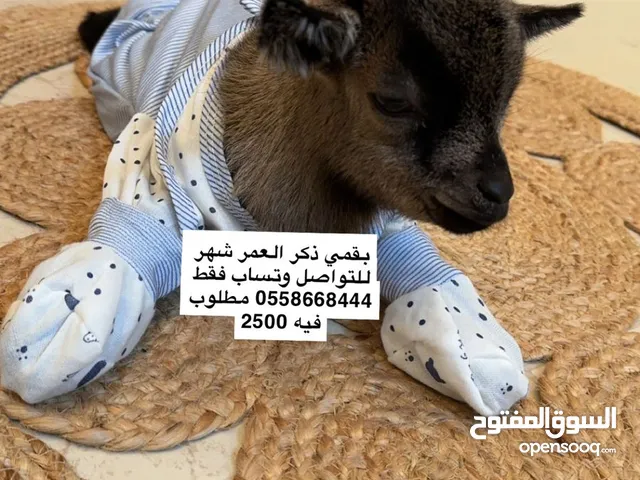 بقمي ذكر  عمره شهر