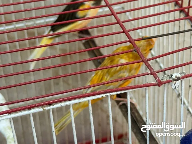 طيور بصلاه عنبي