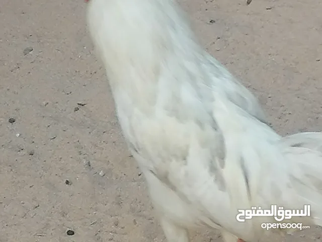 ديج ابيض صاحي من كل مرض ديج نظيف وحلو