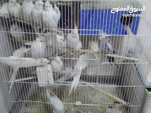 كوكتيل البينو عيون حمر