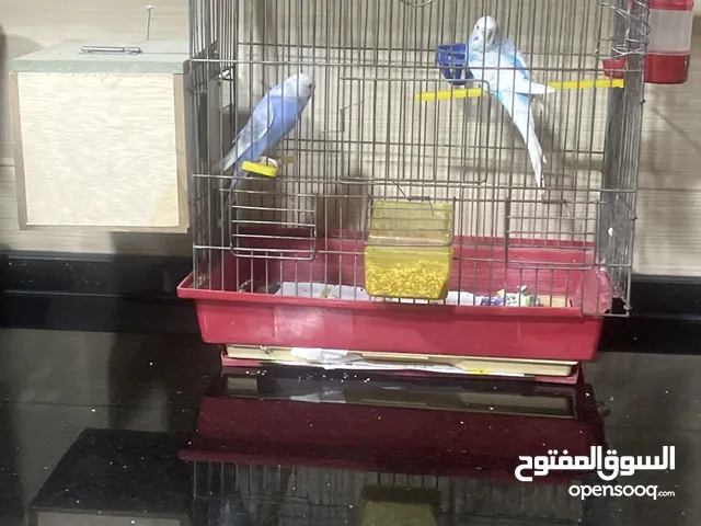 طيور الحب نحب
