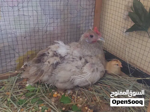 يالله ديج ودجاجه جواهه افراخ اثنين ابصحه جيديه وخير من الله دجاجه الله شاهد وهيه امكركه اتبيض وبياضه