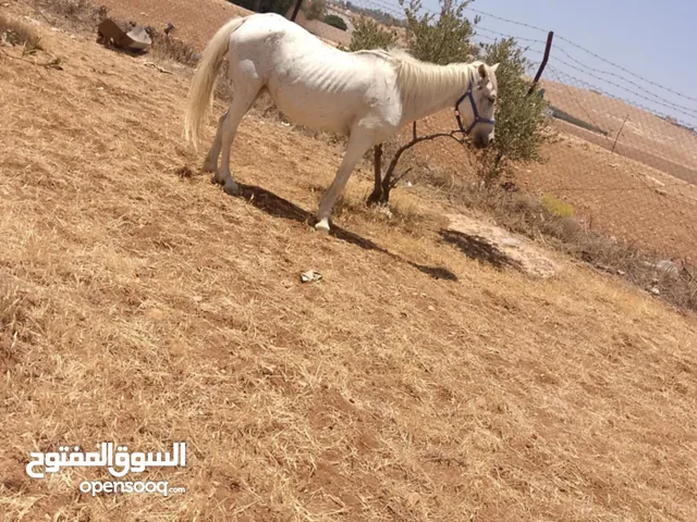 فرس للبيع معشر فحص جهاز العمر 11 سنة
