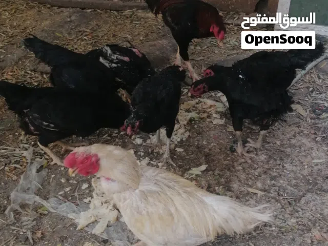 دجاج باكستاني ألماني للبيع عدد 9