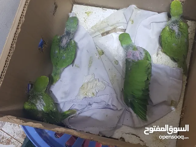 green parrot babies