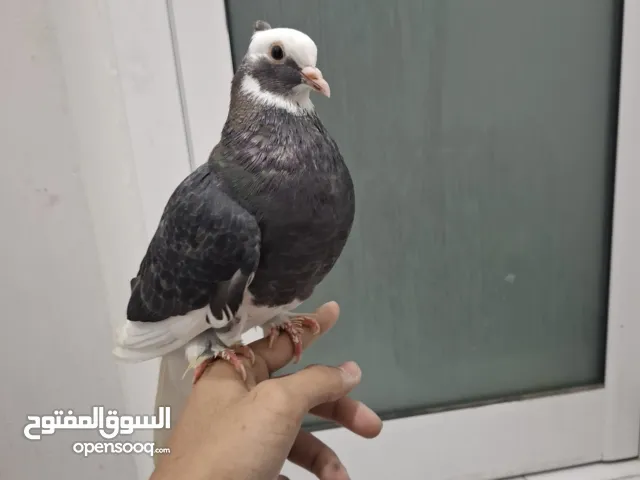 للبيع حمامه زينه