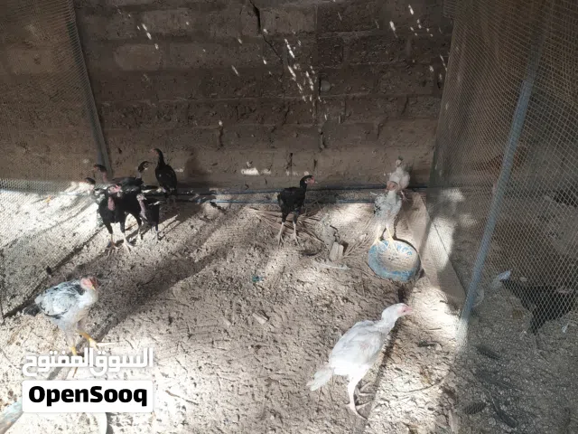 للبيع الواحد 6
