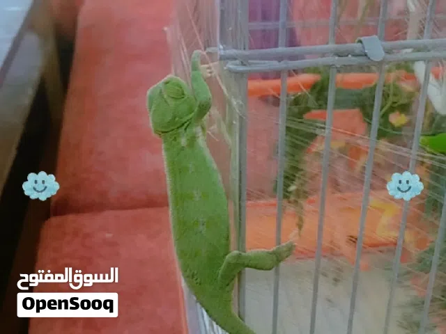 حربايه اليه