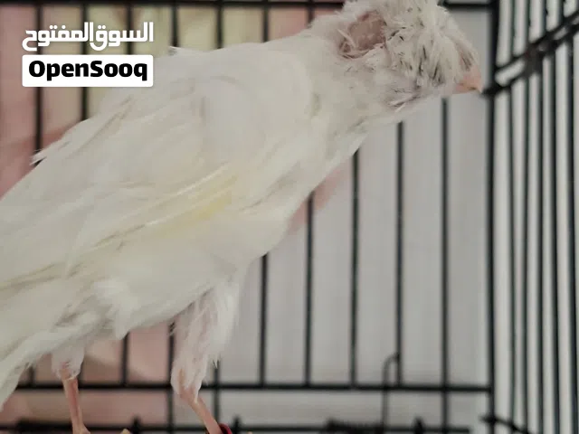 طيرة بيضة بندوقة مفتلات حبة تبارك الرحمن شوف الوصف