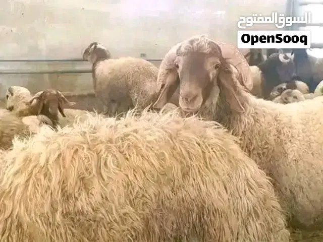 حلال بلدي عقائق ومجنوي ونذر ولحم ومناسبات بالصلاة على النبي جميع الأوزان وأقل الاسعار