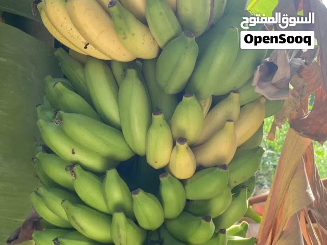 موز فرض محلي