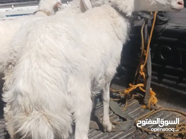 بيع وتصدير اغنام