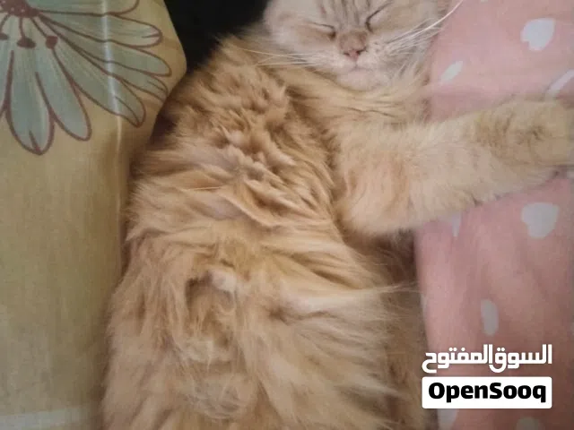 قطه للتبني شيرازي عمره 11 شهر مطعمه وبتاكل اكل بيتي ودراي