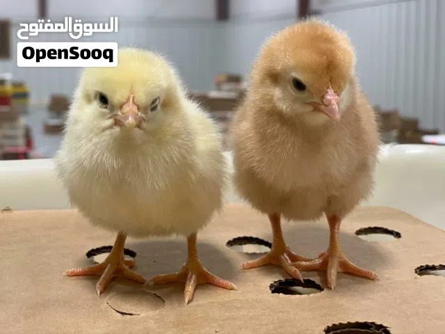 كتاكيت دجاج عماني