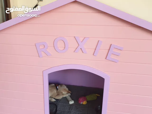 Meet Roxie – A Loyal 5-Year-Old Companion Looking for a Forever Home