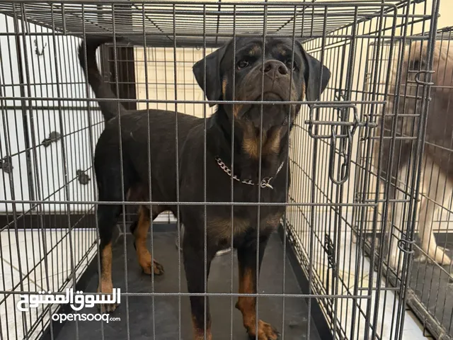 Rotwiller female 1 year old full pidegree