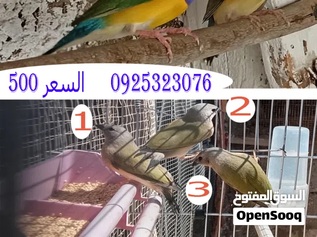 حضان جولدن فنش