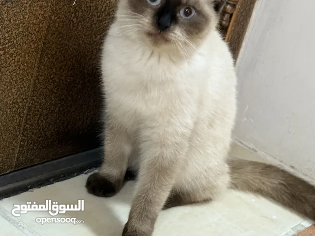 قط سيامي ذكر جميل جدًا