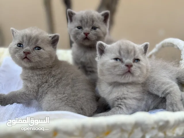 قطط سكوتش بيور