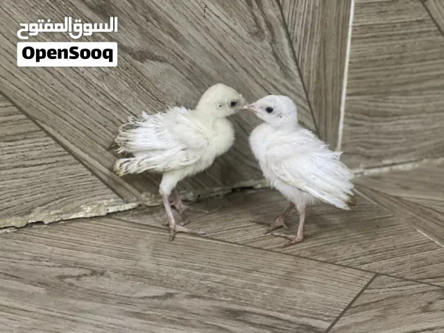 للبيع فروخ رومي تابع الوصف
