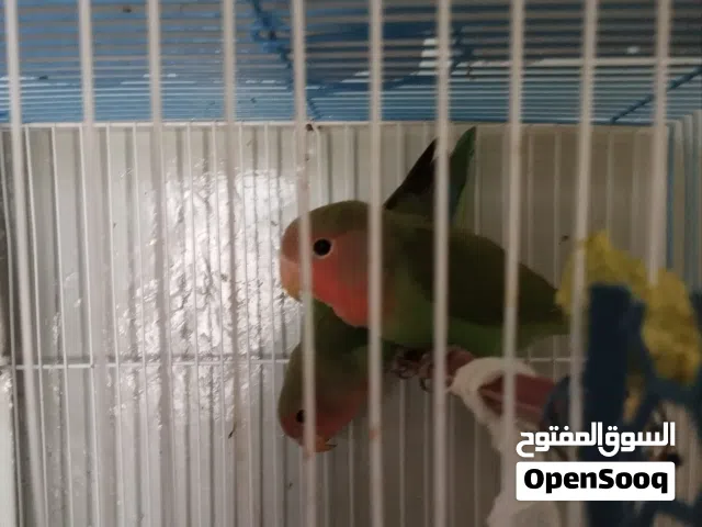 غنادييييييير صابصينا