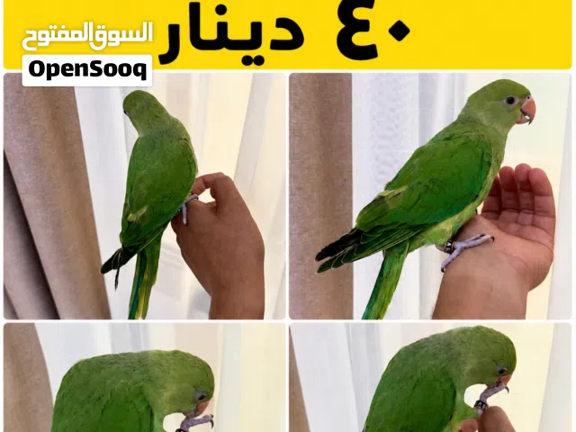 ببغاء الدرة أليف للبيع