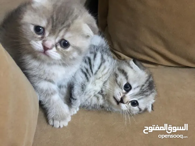 قطط سكوتش فولد بيور كتن ذكر انثى اقل سعر للبيور في الاردن خد وافحص عادي