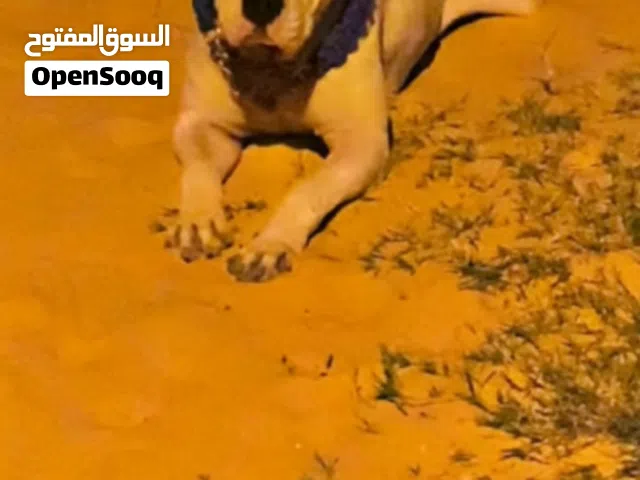 دوقو ارجنتيني