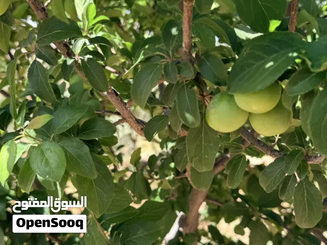 مزرعة لقطة مشجرة في عنيبة اراضي جرش مرتفعة 7 دونمات قوشان مستقل جميع الخدمات بسعر 40الف