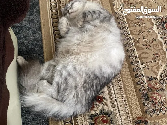 قطة شيرازي للبيع