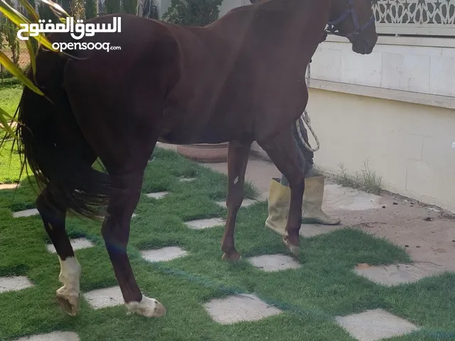 فرس خشينة ربي يبارك دمها 75