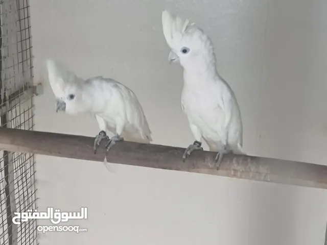 كوكاتو ديو كراب