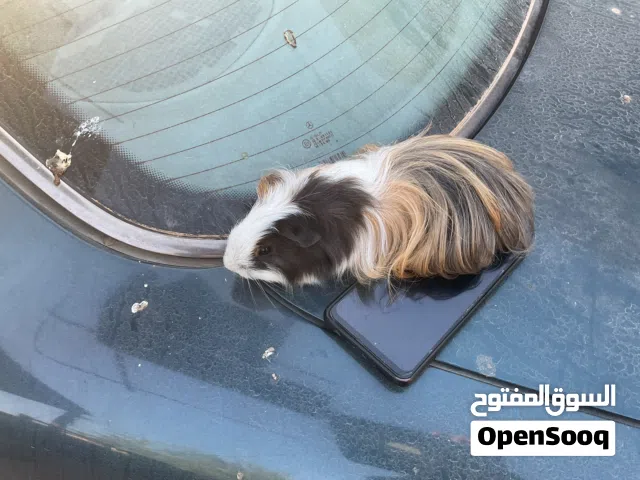 وبر (قندي ) زينه للبيع ثلاثة طروف الشعره طويله