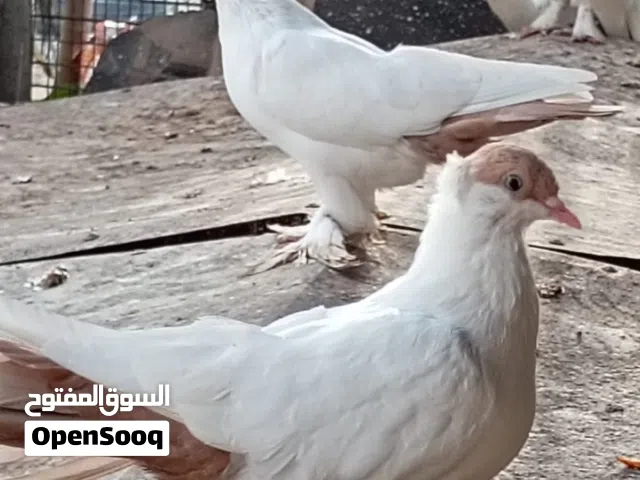 حمام هلمت الاروبي الزوج ب10