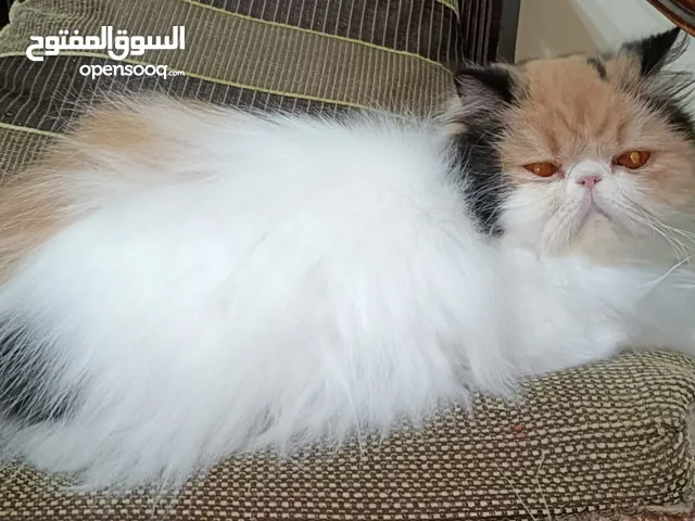 قطه كاليكو فان منتجه