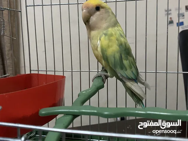 عصفور (روز)