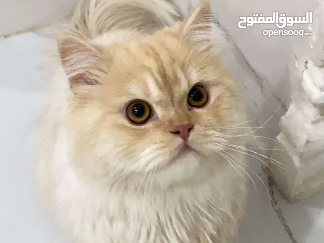 قط بيرشن شرازي تبني