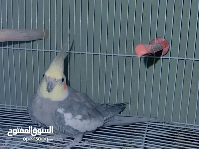 كوبيه كوكتيل حبشي مدحيه للمرا التانيه بصحه و حاله ممتازه