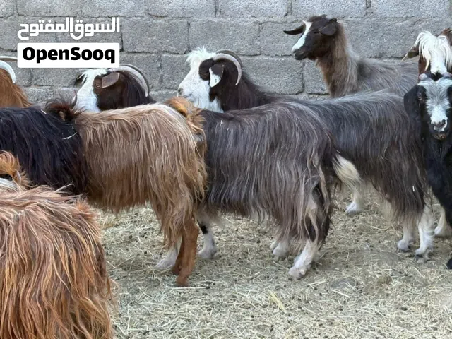 أغنام عمانيات بعضهن عشرات يتاومن حلال طيب للتربيه وللذبح كل شي سليم فيهن