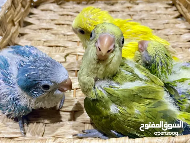 متوفر فروخ ترويض ببغاء الكويكر المتكلم متعودات على الشرنقة