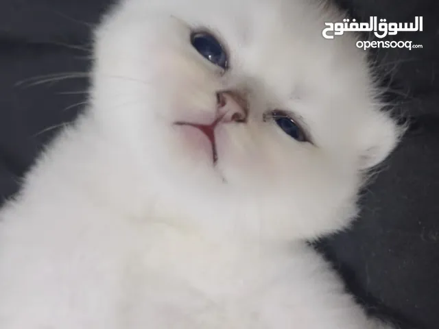 Pure Scottish/ بيور سكوتش