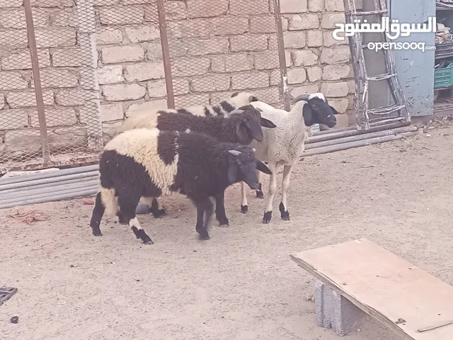 4 خرفان للبيع