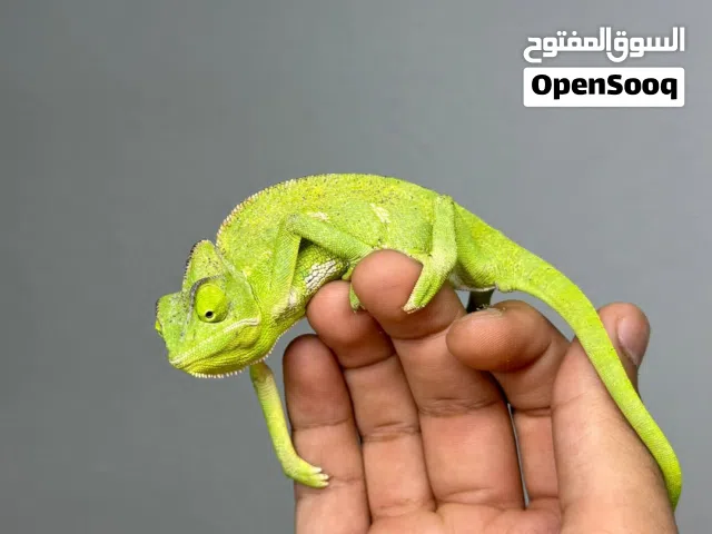 كاميليون فيلايد للبيع