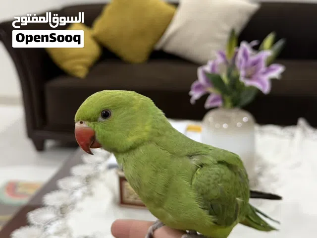دره البف جدا و متفاعل و لعوب مع الأطفال
