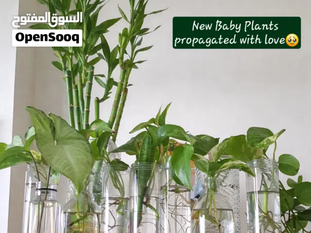having indoor plants in bottles or vase n keeping in water is peace...