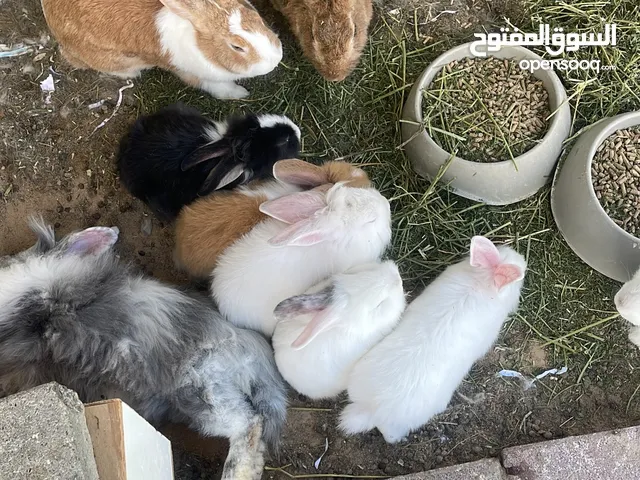 ارانب العدد 11