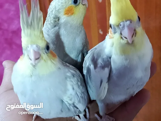 طيور كوكتيل اليف مخالفين للبيع بيع شلع